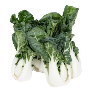 香嫩奶白菜种子奶油油菜种籽春秋青菜四季盆栽阳台矮脚小白菜种孑