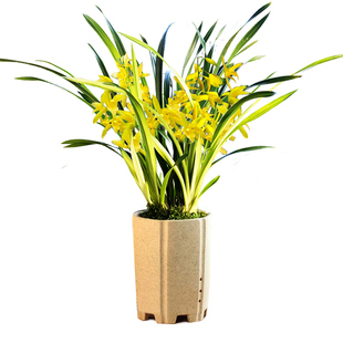 兰花苗盆栽四季兰神农氏黄金中透艺新手好养夏带花苞浓香花卉绿植