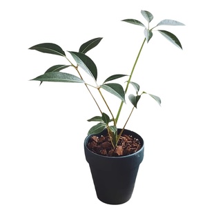 亲爱的绿植日本大叶伞盆栽北欧风网红好养易活室内办公室桌面植物