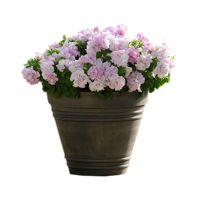 进口重瓣矮牵牛种子四季易种花籽