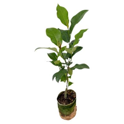 菠萝蜜树榴莲树苗嫁接红肉干苞海南四季榴莲蜜木菠萝蜜果树苗庭院