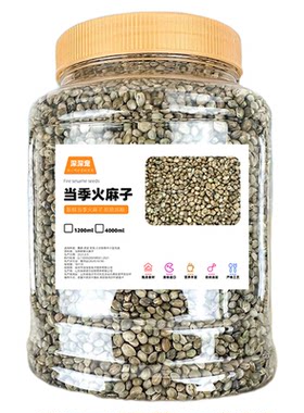深深宠鹦鹉小颗粒火麻子