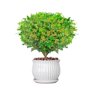 香水米兰盆栽驱蚊驱虫植物好养活绿植客厅室内花卉四季米兰花树苗