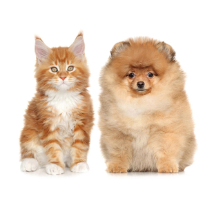 猫狗鉴定品种品相估价鉴别猫狗品种鉴定猫品相鉴定猫估价狗估价