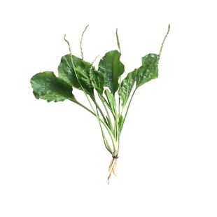 新鲜车前草 现挖车前菜牛舌草虾蟆草野外天然中药材全株直发包邮