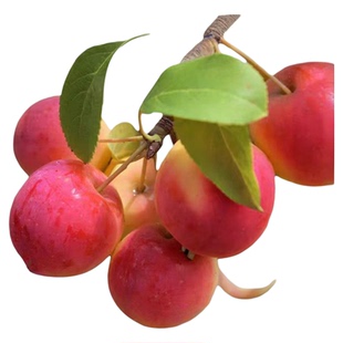 海棠果树沙果树苗大秋果鸡心果小苹果冰糖心龙丰果当年结果嫁接苗