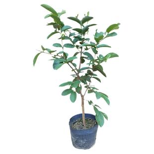 番石榴树果苗珍珠白心树苗南方种植盆栽地栽四季当年果树15年店