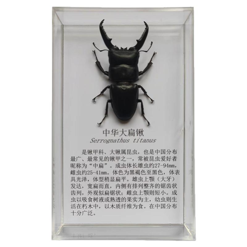 教学昆虫蝴蝶标本独立装带简介