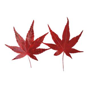 新鲜真空红枫叶绿枫树叶银杏叶酒店咖啡饮品日料餐饮摆盘装饰花草