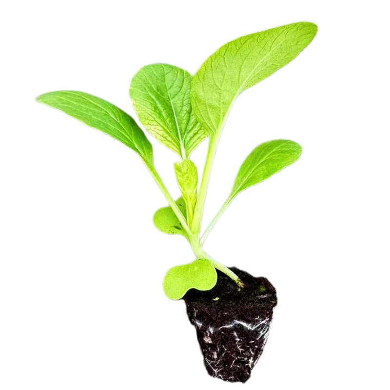 甜菜心苗本地多芽菜心秧苗青菜苗