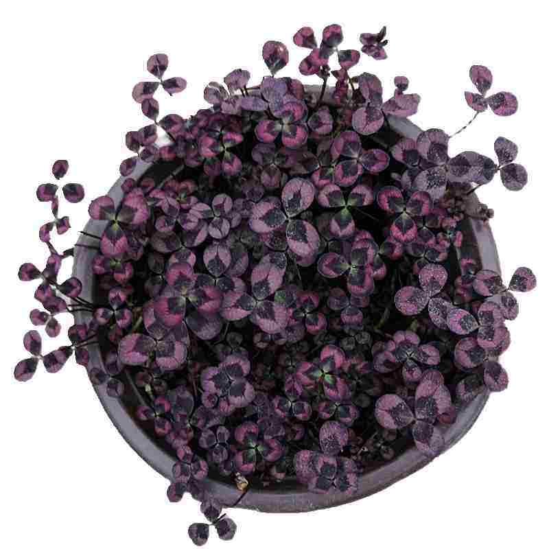 绿植盆栽酢浆草阳台室内花卉紫叶草桌面水培多年生观叶三叶草趣味