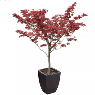 红枫树苗四季中国红庭院美国日本紅舞姬盆景园林绿化植物抗寒苗木