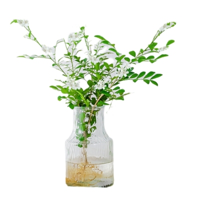 水培九里香桌面盆栽绿植四季开花