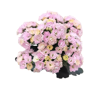 长寿花盆栽重瓣金狐狸大花带花苞