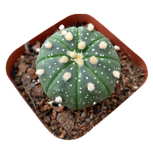 西瓜球星兜金星多肉植物盆栽仙人球好看防辐射植物室内紫皮鸾凤玉