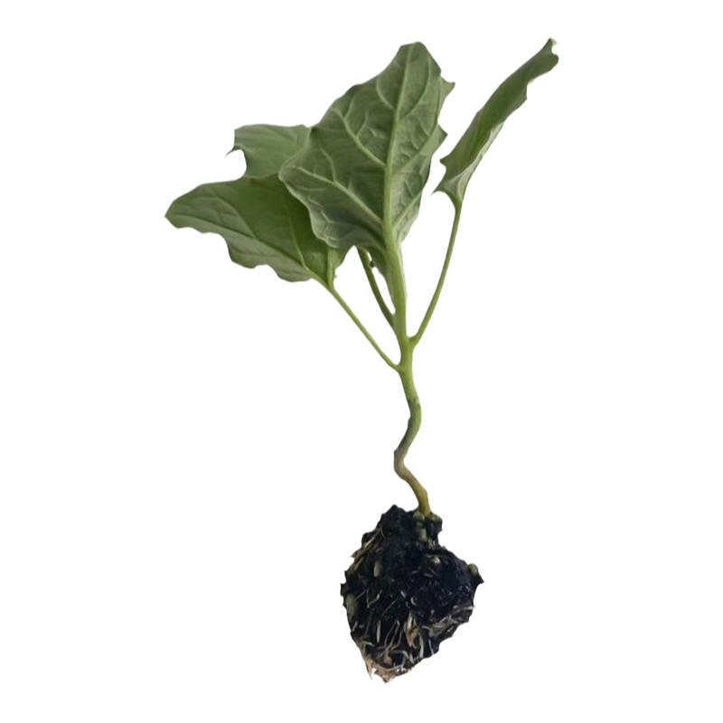 绿色长茄秧苗苗子四季高产正宗