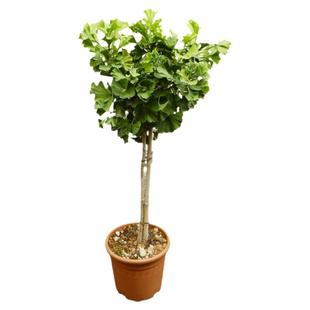 金叶银杏树苗白果活苗庭院别墅绿化苗木行道树银杏大树南北方种植