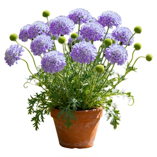 蓝盆花盆栽松虫草花阳台花园庭院多年生耐寒花期长花镜搭配绿植物
