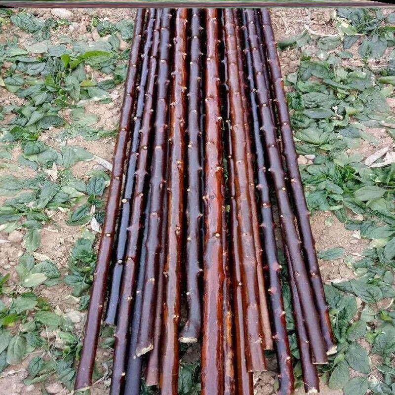 对节木棍对节木对节木棍鞭杆健身长棍短棍武术棍按摩运动一体