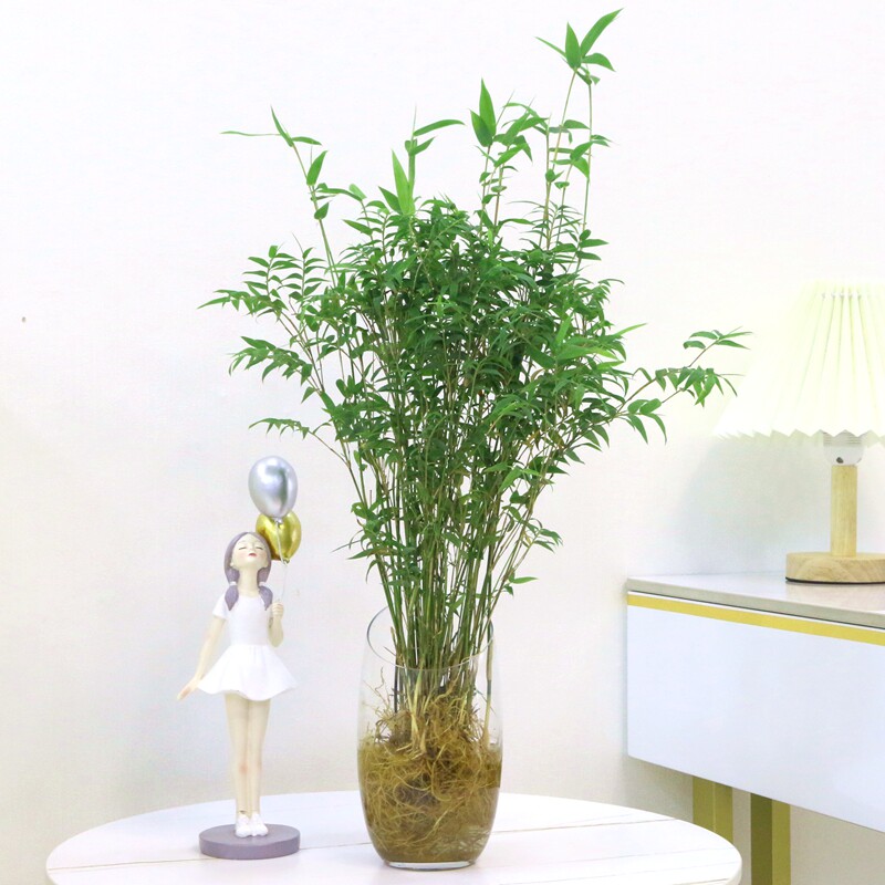 水培植物米竹室内盆栽小型凤尾竹盆景桌面绿植微盆景竹子苗观赏竹