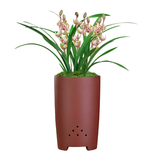 兰花苗 金荷 建兰矮种荷瓣四季兰好养浓香花卉绿植盆栽