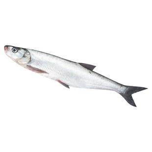 翘嘴鱼苗白鱼凶猛苗翘鲌苗淡水好养殖食用大米翘壳稀有鱼耐活包邮