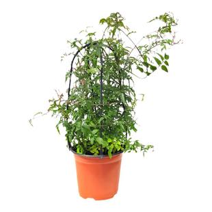 多花素馨盆栽多年生庭院爬藤开花植物耐阴耐热非常浓香多次开花