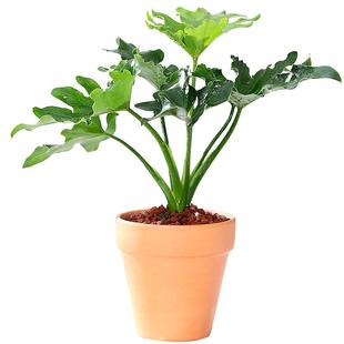 北欧ins风春羽植物客厅办公室绿植盆栽室内阔叶花卉 春雨耐阴好养