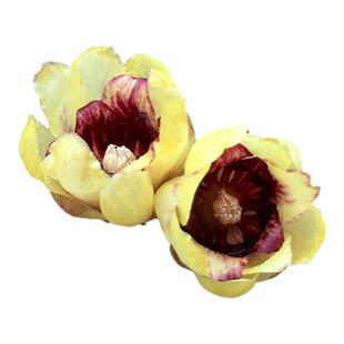 鄢陵腊梅【朱砂檀香】红心蜡梅嫁接盆栽腊梅花树苗带花苞阳台花卉