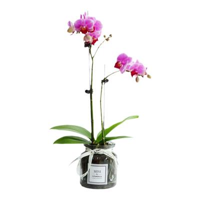 带花苞蝴蝶兰盆栽绿植