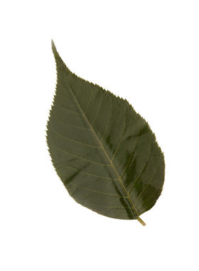 绿色新款奶酪茶色叶寺日式料理