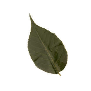 厂家绿色奶酪色茶色50张日式料理寿司长命寺饼装饰盐渍关山樱花叶