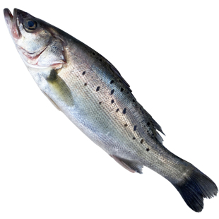 3条装海鲈鱼已去内脏新鲜冷冻大鲈鱼鲜活冰冻海鱼活体现杀约3斤