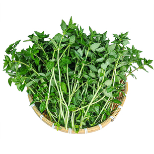云南德宏傣族调料新鲜蔬菜香嫩水薄荷水香菜500g凉拌香料新鲜香菜