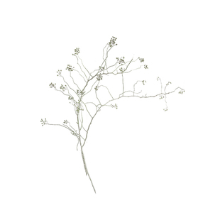 山归来植物干树枝天然卧室客厅装饰高级宿舍餐厅桌面烘干摄影婚房