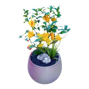 佛手树盆栽带果佛手柑树苗盆景金华千佛金手指佛手瓜室内带果发货