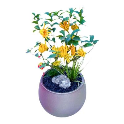 正宗金佛手果树带果发货小金手指