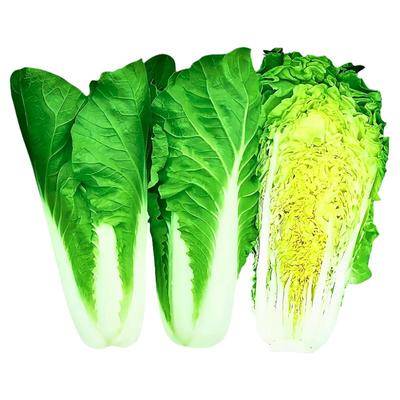 20天速生奶油快菜蔬菜种子包发芽