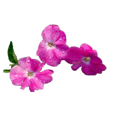 易种易活耐旱耐热爆花