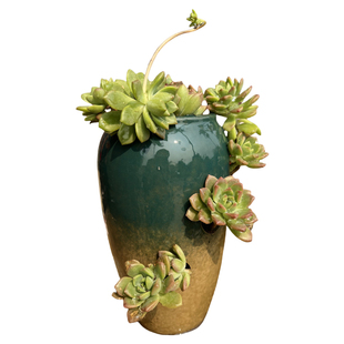 创意洞洞破口开孔多肉花盆陶瓷法师悬崖老桩植物肉盆大小口径粗陶