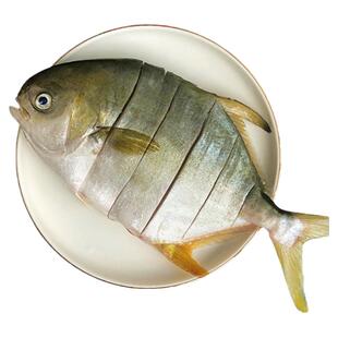 北海金鲳鱼新鲜杀好深海鱼鲜活去鳃去内脏冰鲜冷冻特大开腹金昌鱼