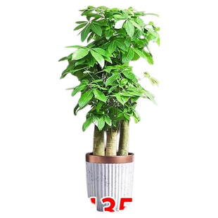 步步高发财树客厅大盆栽开业送礼室内植物绿植落地大号树木招财树