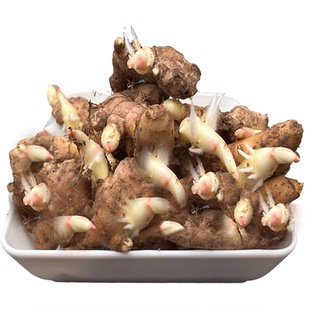 四川竹根姜种新鲜嫩姜种仔姜种红芽姜种重庆和林菜姜种带泥送资料