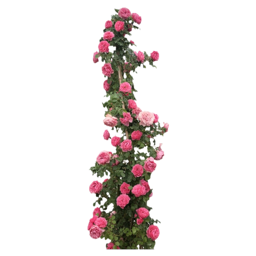 【1米6大苗】蔷薇花苗爬藤植物庭院藤本月季爬墙玫瑰四季花卉盆栽