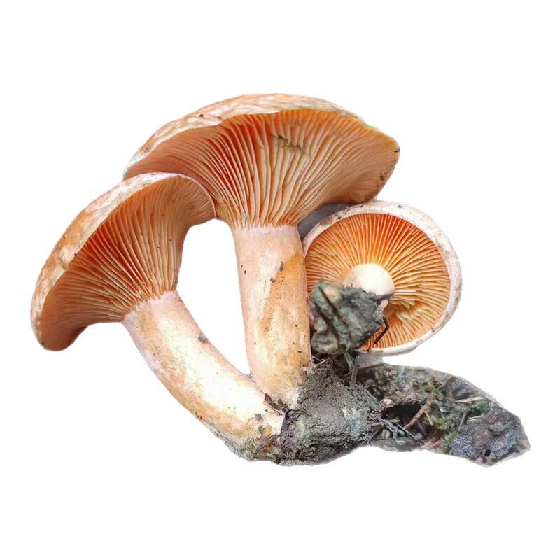 野外生长松树菌小蘑菇新鲜黄枞菌紫菌重阳菌三九谷菌奶浆菌顺丰