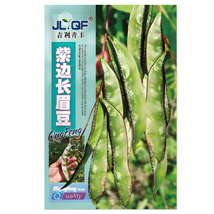 紫边眉豆种子大宽扁豆角种籽搭架爬藤蛾眉豆芸豆早熟农家蔬菜种子