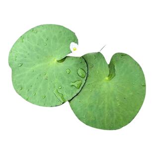 水葫芦水生植物芝麻萍水芙蓉草水浮莲超强污水净化浮萍飘浮草水面