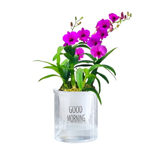 石斛集合 红泼墨兰花苗带花苞发货 香水石斛澳洲紫蝶阳台花卉盆栽