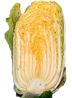 满满大黄心包头白菜秋季播高产