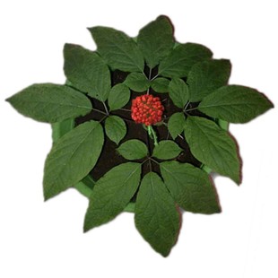 《林下参苗》盆栽无人工干预自然生长《右下角立即购买查看套餐》